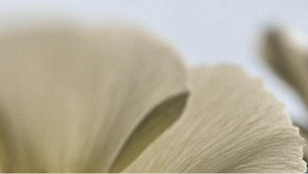 Factors that can affect male vitality