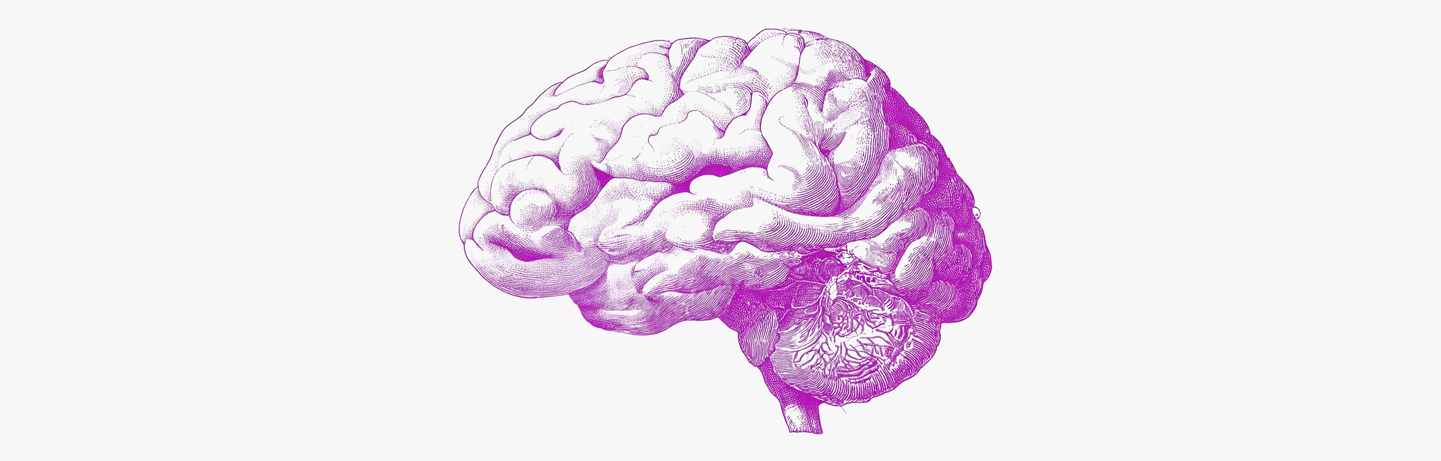 Studies and ingredients for memory