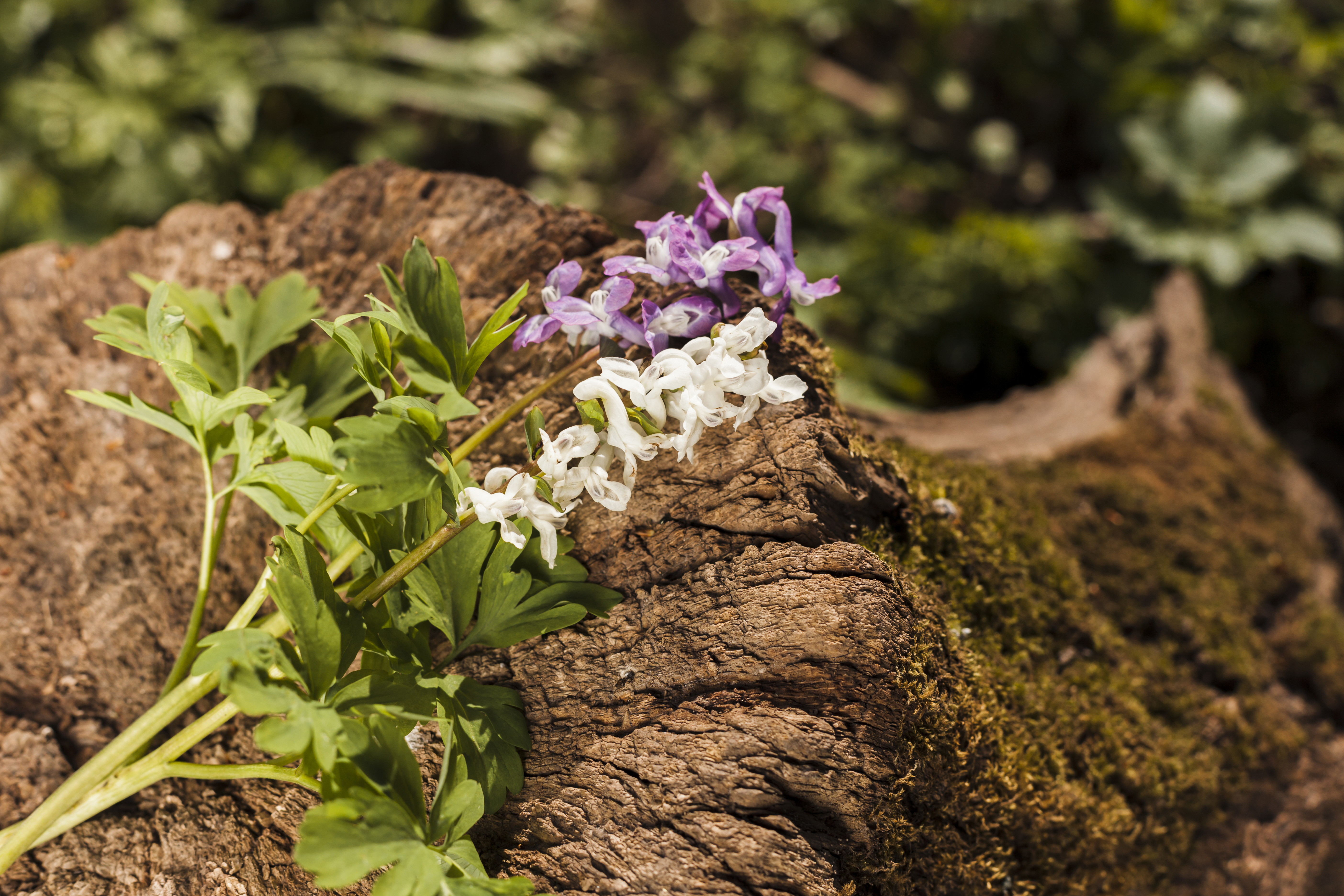 Astragalus