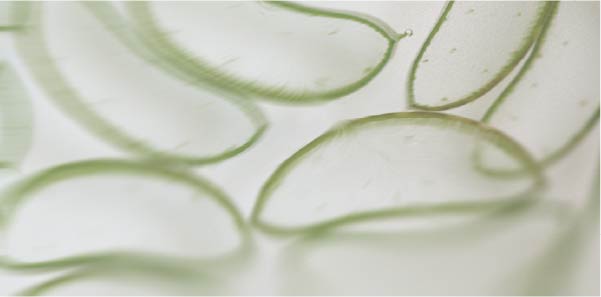 The best natural stomach coating agents