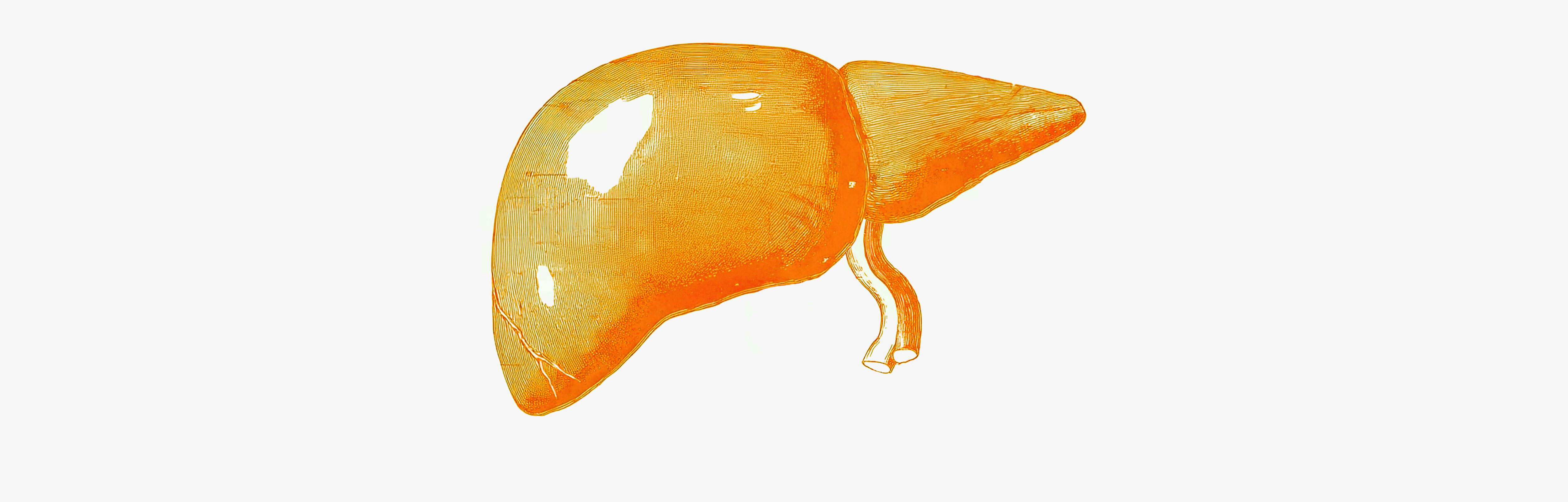 The possible benefits of polyphenols for the liver