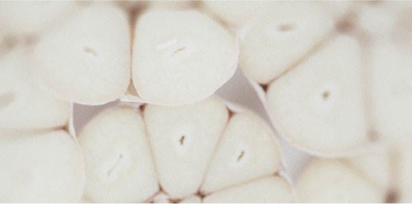 Discover the difference between prebiotics and probiotics