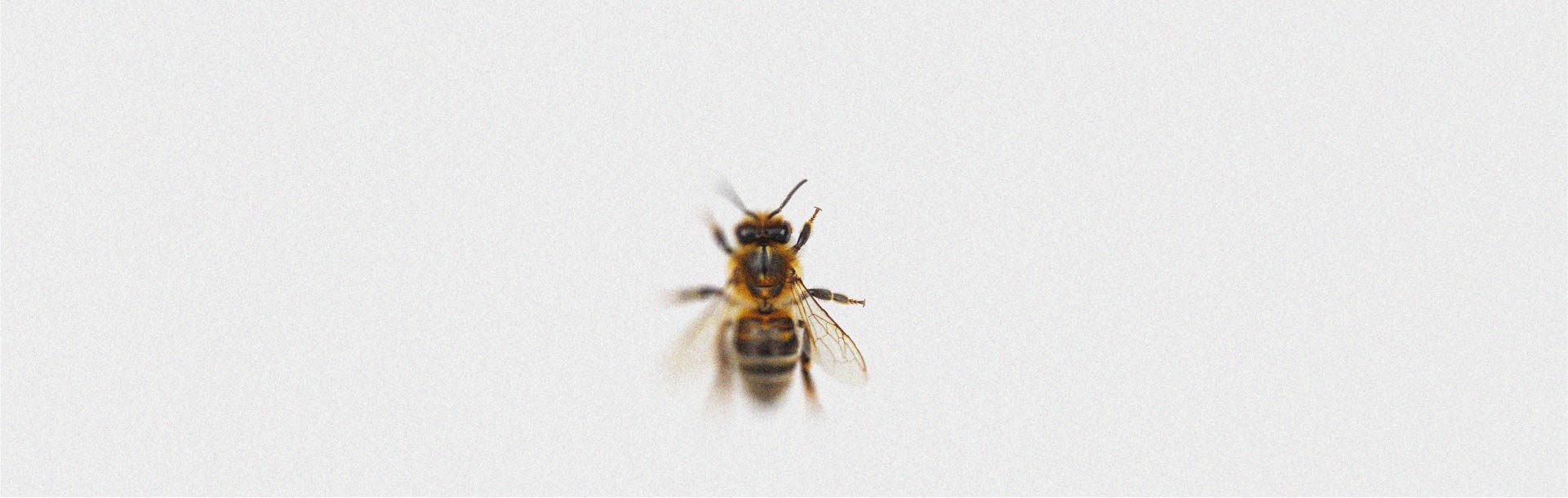 Discover this new and interesting property of propolis