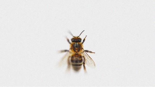 Discover this new and interesting property of propolis