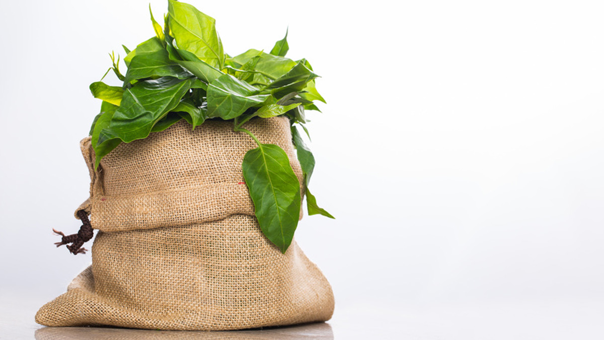 Slimming plants