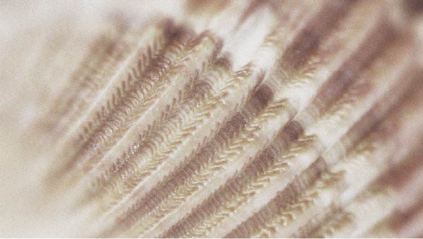 Vitamin B12 has many benefits; among them, it may contribute to hair health